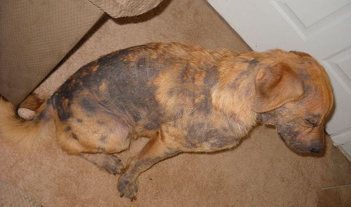 Acanthosis nigricans chez le chien