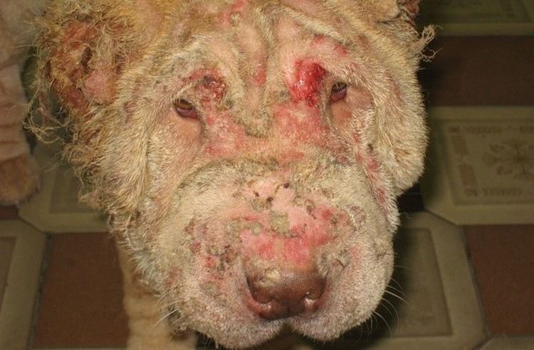 La gale notoédrique chez les chiens