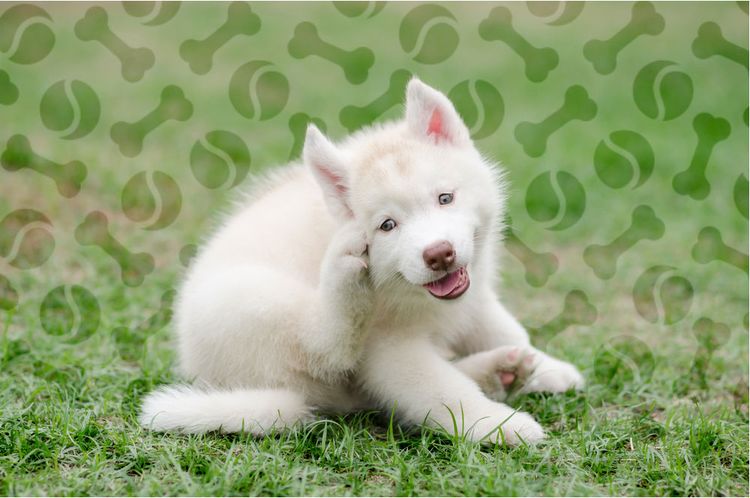 La gale chez les chiens