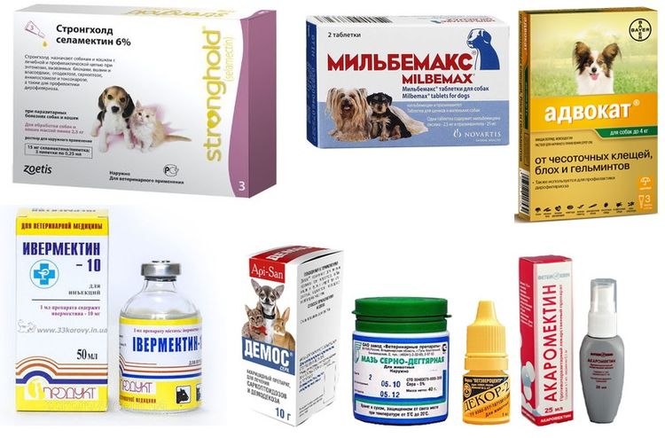 Traitement de la gale chez le chien