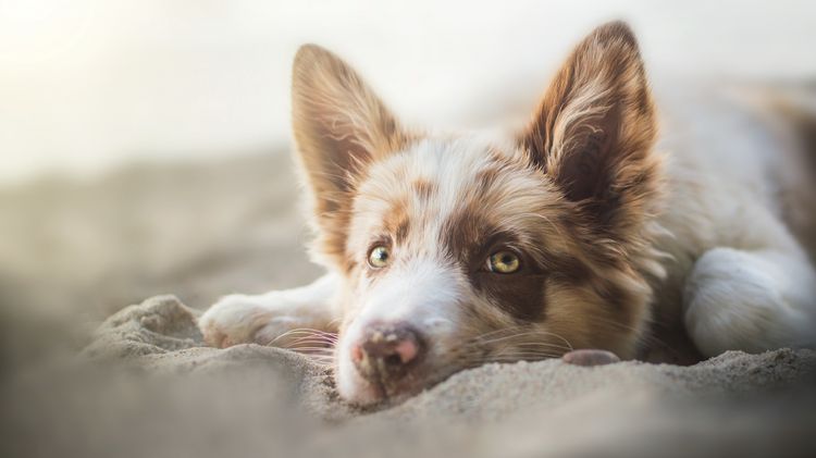 Entérocolite chez un chien