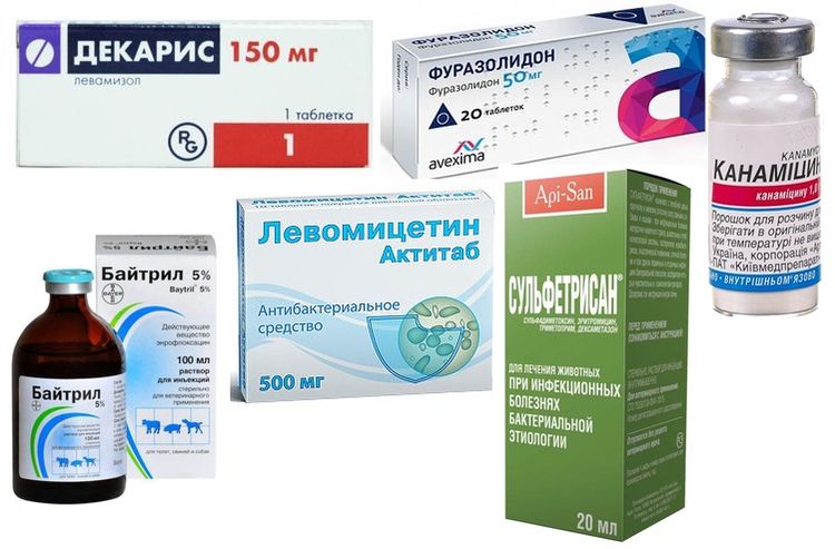 Traitement de l'entérocolite chez le chien