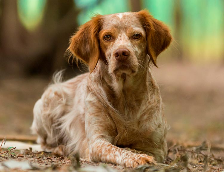 Chien épagneul breton