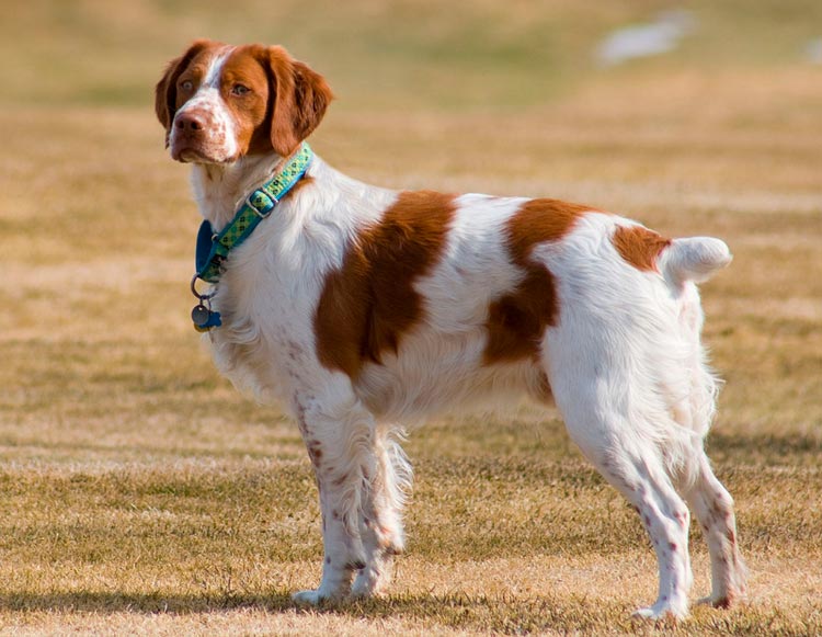 Épagneul breton (Épagneul breton) standard