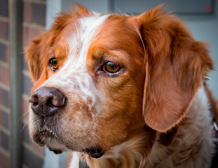 Épagneul breton (Breton Spaniel)