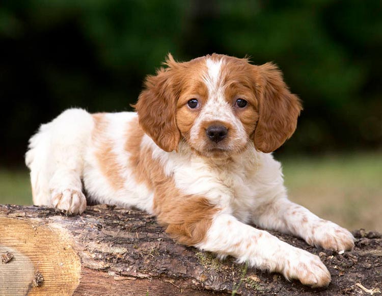 chiot épagneul breton