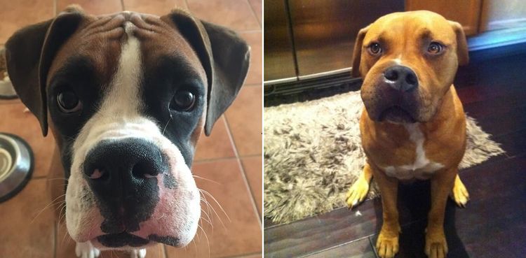 À quoi ressemble une goitre interdigitale sur un chien sur une photo ?