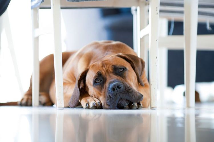 Un chien triste sous la table