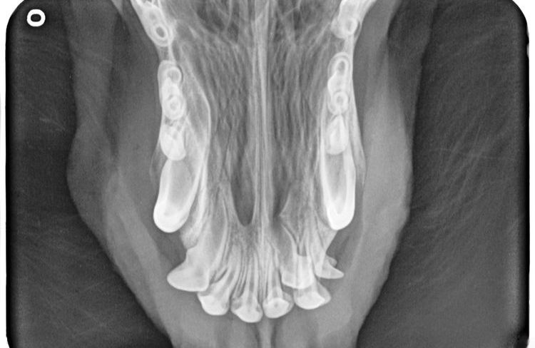 Radiographie des incisives supérieures d'un chien atteint de goitre.