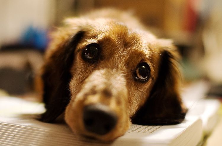 Hypothyroïdie chez le chien