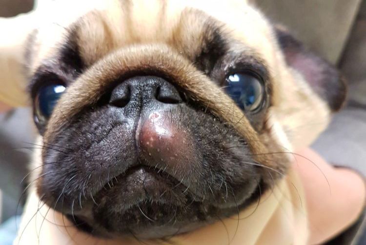 Histiocytome sur le visage d'un chien