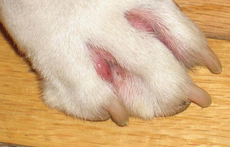 Histiocytome sur la patte d'un chien