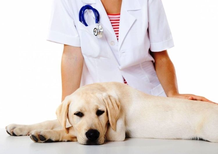 Labrador chez le vétérinaire