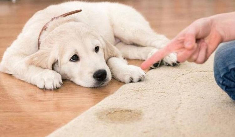 Le chiot fait pipi sur le tapis