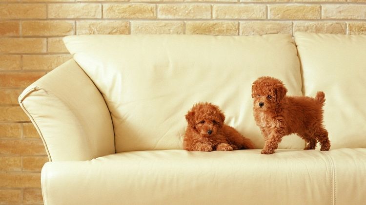 Le chien fait pipi sur le canapé