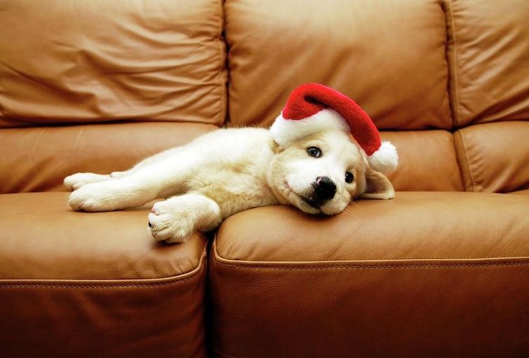 Le chiot est allongé sur le canapé