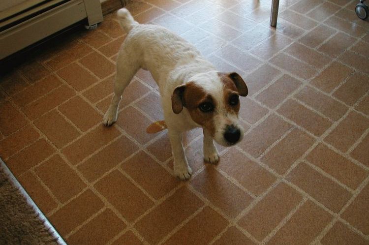 Le chien fait ses besoins dans la maison