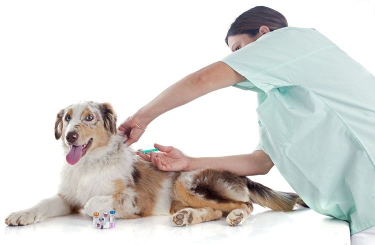 Comment vacciner un chien