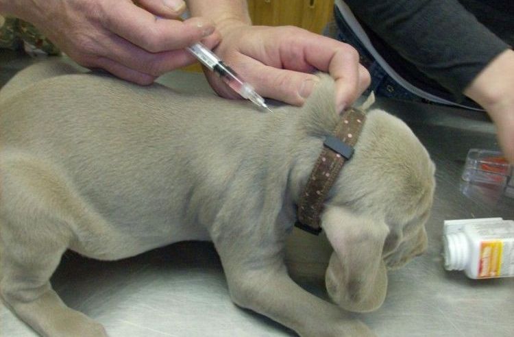 Vaccination pour un chien