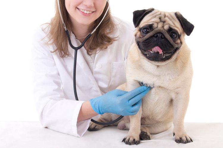 Un chien subissant un examen dans une clinique vétérinaire