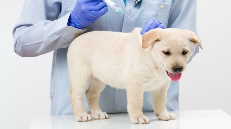 Chiot Labrador dans une clinique vétérinaire
