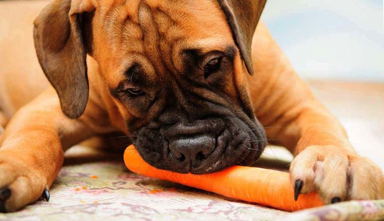 Le chien mange des carottes