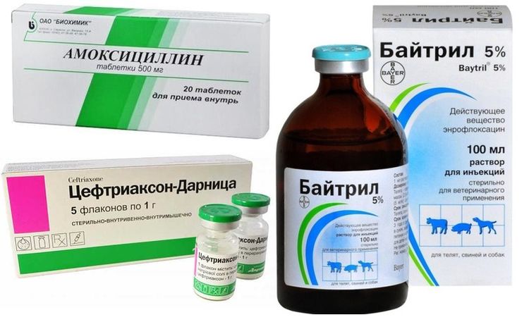 Médicaments pour le traitement de la cystite chez le chien