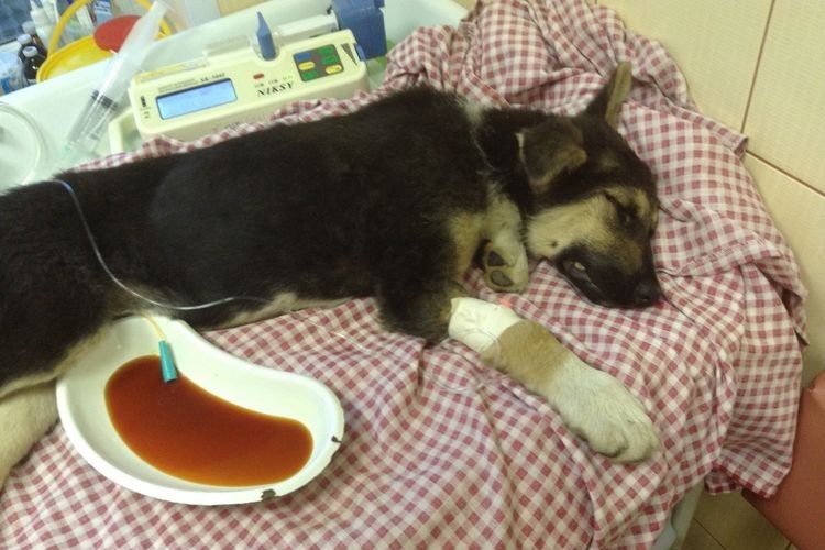 Du sang dans l'urine du chien