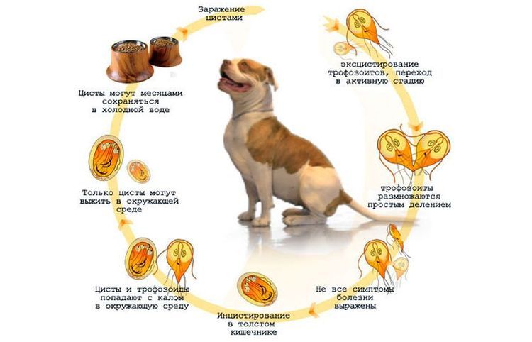 Giardia chez les chiens