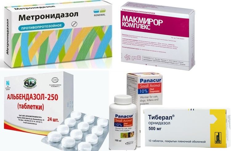 Médicaments pour le traitement de la giardiase chez le chien