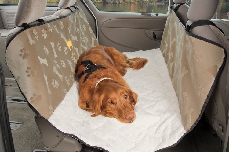 Fracture chez un chien