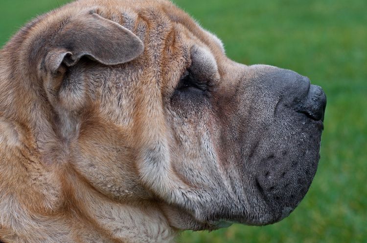 Shar Pei