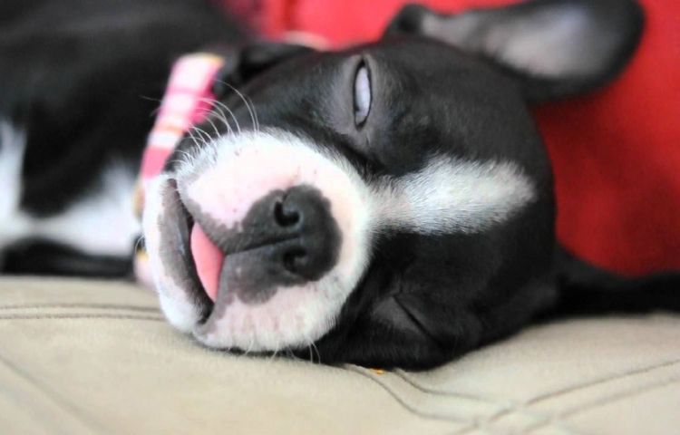 Le chien perd connaissance