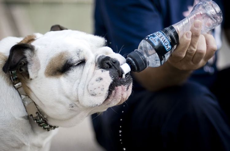 On donne de l'eau à boire au chien.