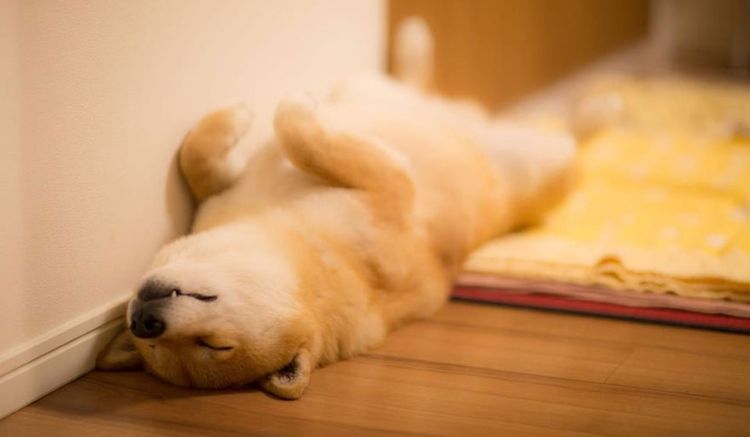 Le chien a perdu connaissance