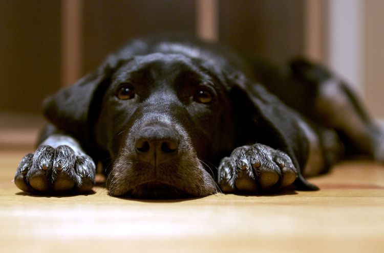 Vomissements de sang chez un chien