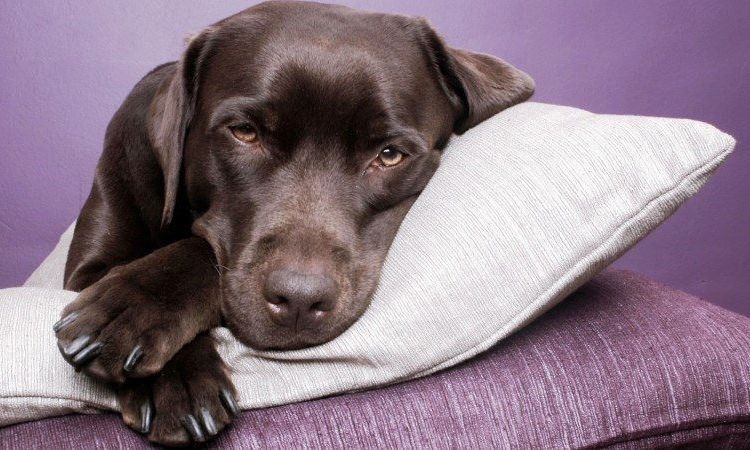 Le chien est couché