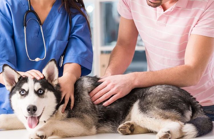 Husky à la clinique vétérinaire