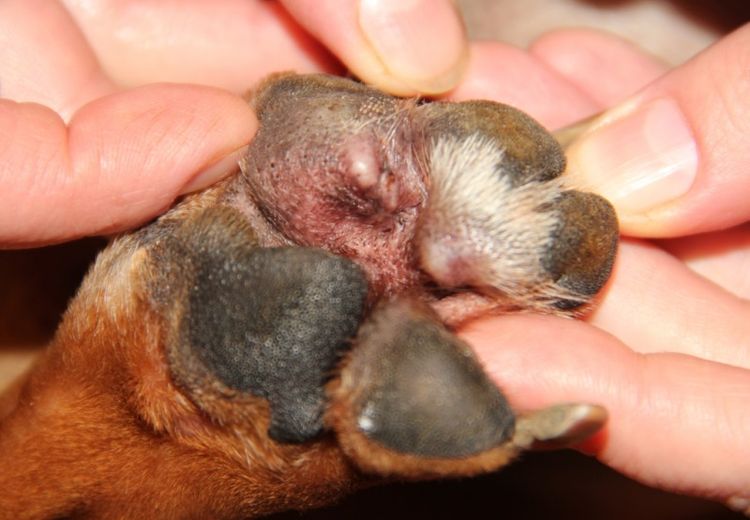 Pododermatite interdigitale chez un chien