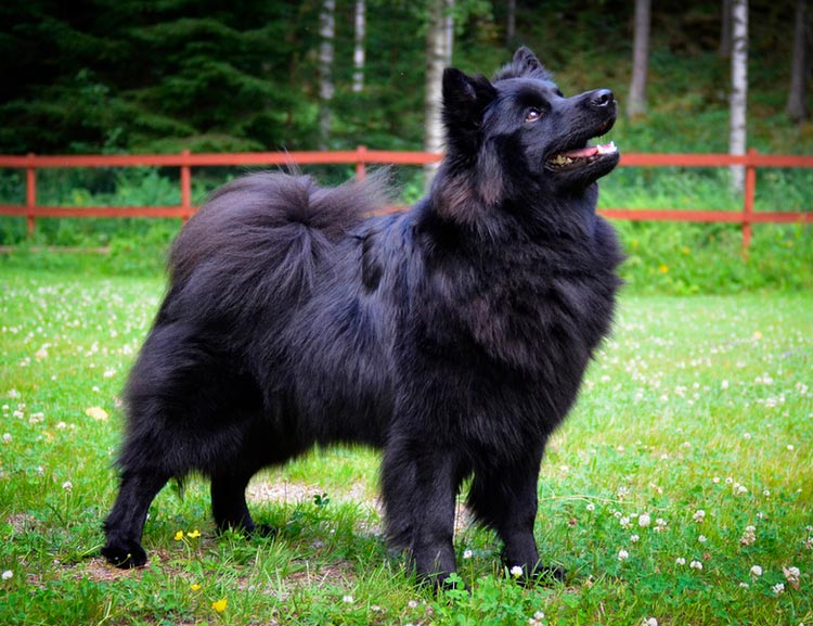 Chien suédois de Laponie