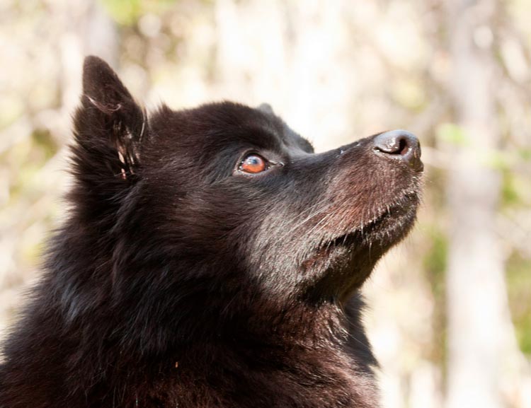 Photo de Lapphund suédois