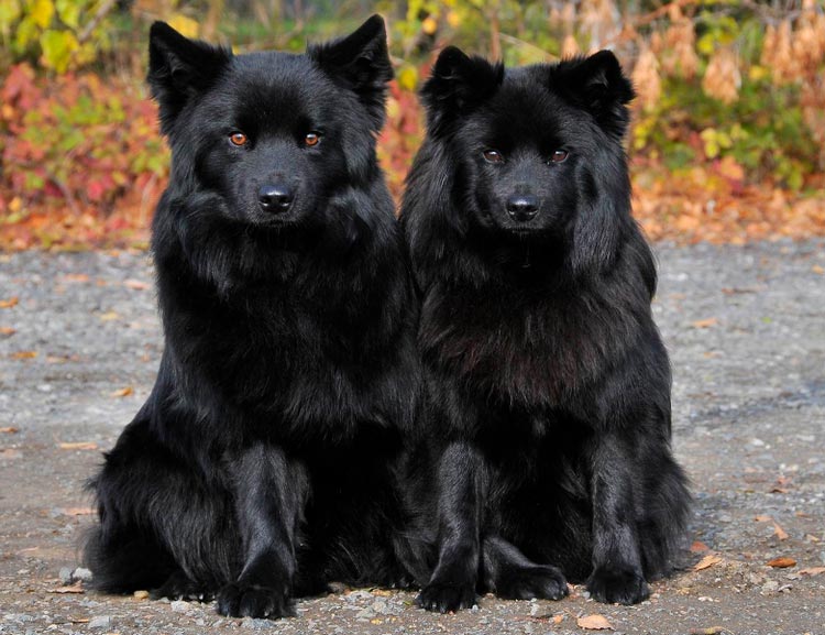 Deux Lapphunds suédois