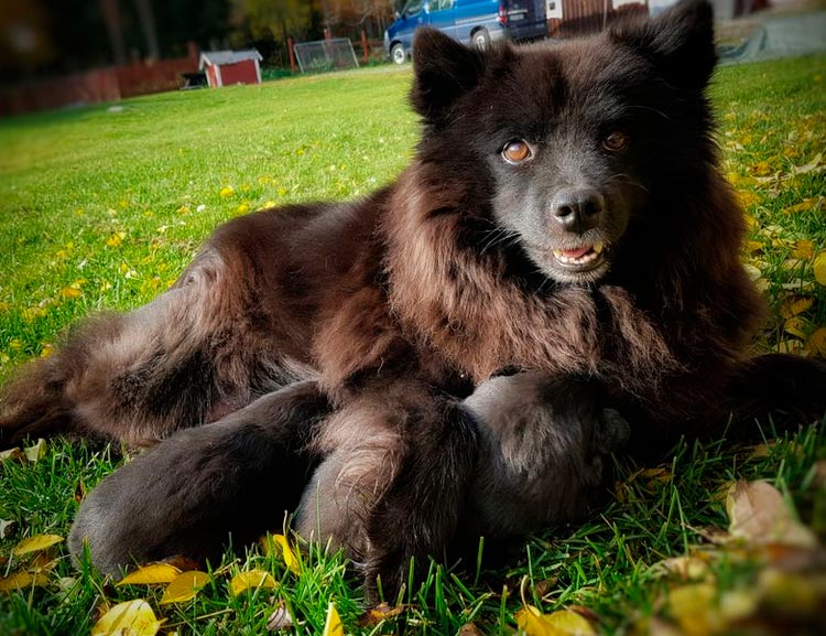 Chiots Aphund suédois