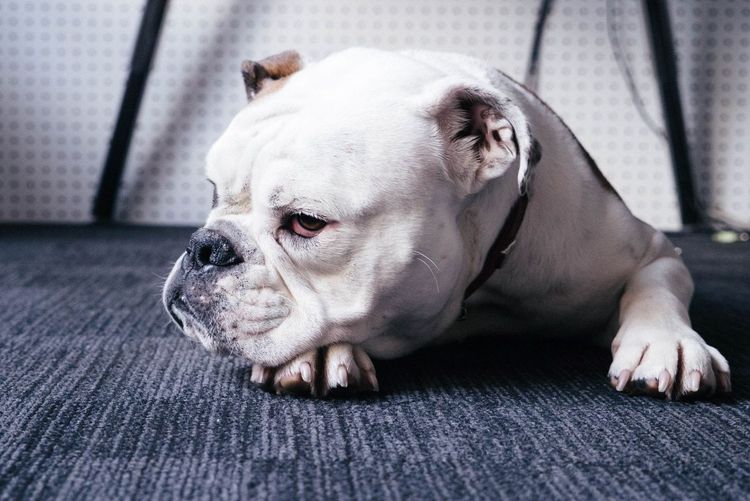 Un chien a le nez qui coule