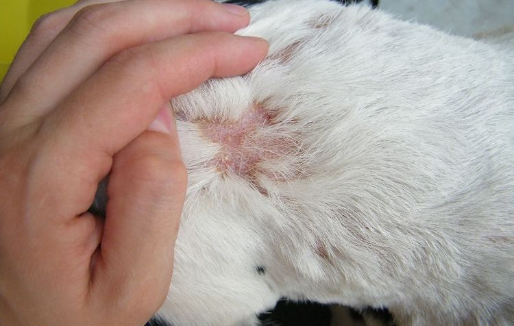 Staphylocoque chez les chiens : photos