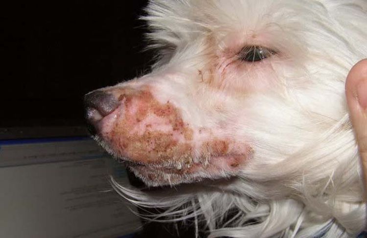 Staphylococcus aureus sur le visage d'un chien