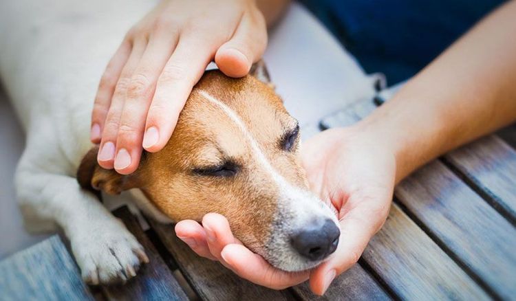 Staphylocoque chez le chien