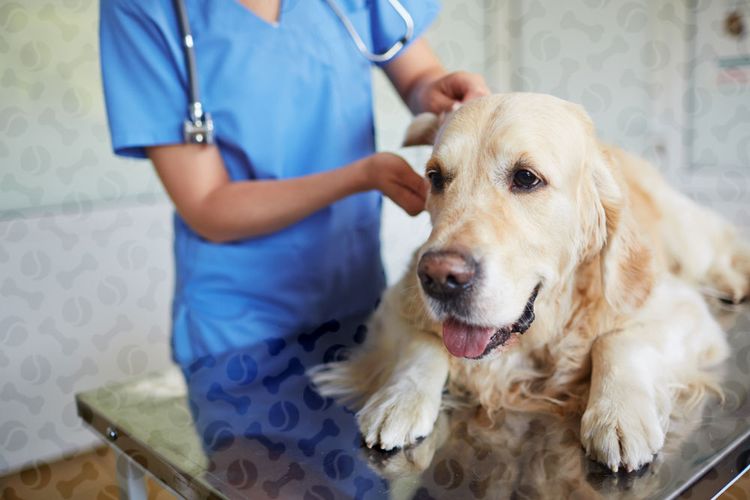 Un chien examiné par un vétérinaire