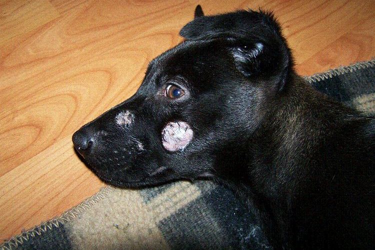 Trichophytose chez le chien