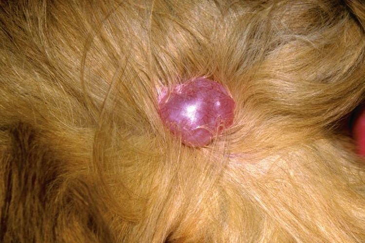 Kyste chez un chien
